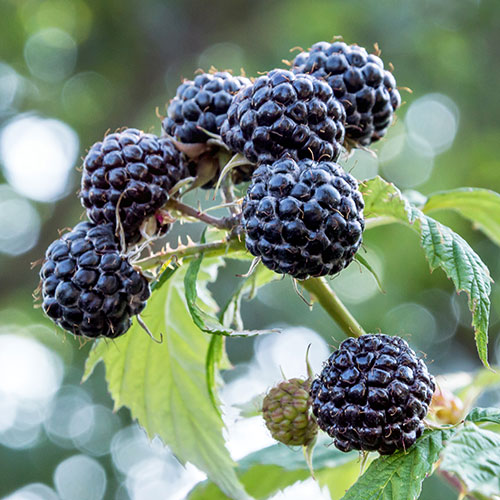 Raspberry Black Jewel Raspberry Black Jewel