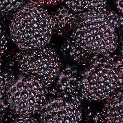 Raspberry Black Jewel Raspberry Black Jewel