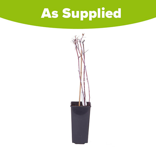 Raspberry Black Jewel Raspberry Black Jewel