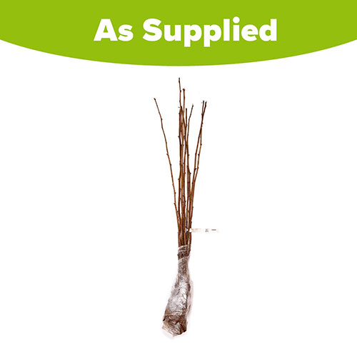 Raspberry Glen Ample Long Canes Raspberry Glen Ample Long Canes