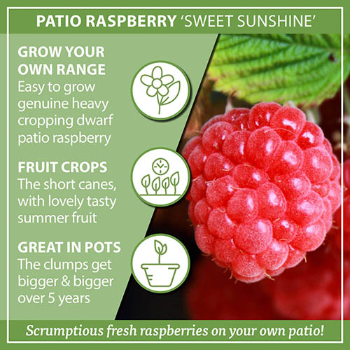 Patio Raspberry Sweet Sunshine Patio Raspberry Sweet Sunshine