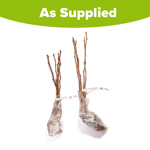 Premium Primocane Raspberry Autumn Bliss Premium Primocane Raspberry Autumn Bliss