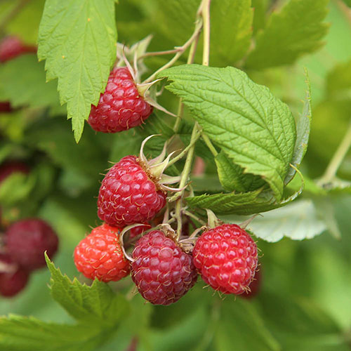 Raspberry Twotimer Sugana Red