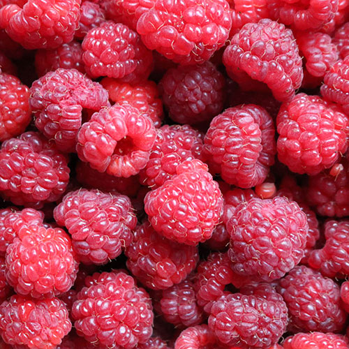 Raspberry Twotimer Sugana Red Raspberry Twotimer Sugana Red