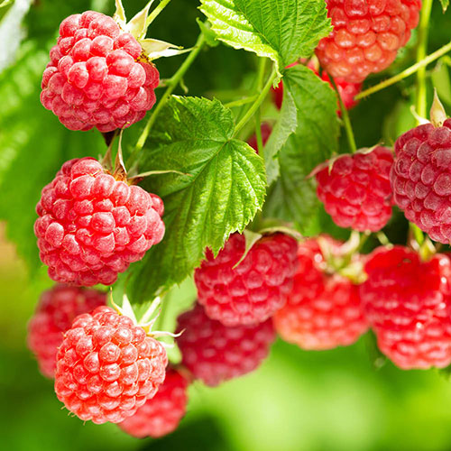 Raspberry Twotimer Sugana Red Raspberry Twotimer Sugana Red