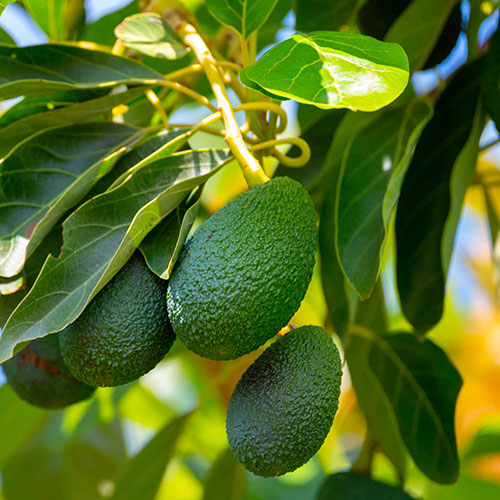 Avocado Tree Hass