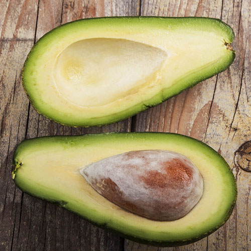 Avocado Tree Hass Avocado Tree Hass