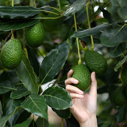Avocado Tree Hass Avocado Tree Hass