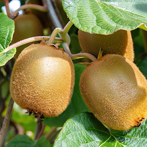 Self-fertile Kiwi Jenny Self-fertile Kiwi Jenny