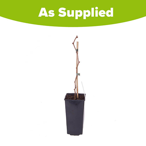 Self-fertile Kiwi Jenny Self-fertile Kiwi Jenny