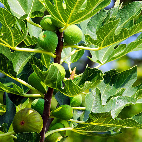 Hardy Fig Brown Turkey Hardy Fig Brown Turkey
