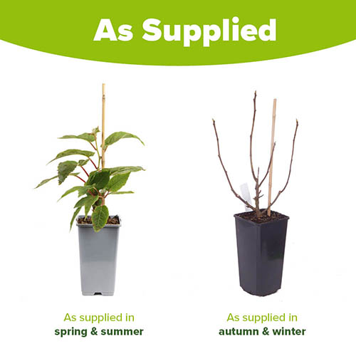 Hardy Fig Brown Turkey Hardy Fig Brown Turkey