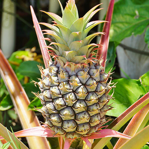 Edible Pineapple Plant Edible Pineapple Plant