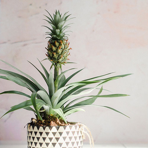 Edible Pineapple Plant Edible Pineapple Plant