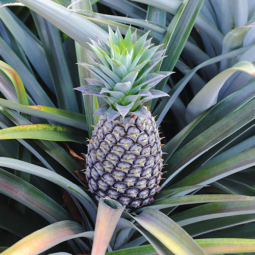 Edible Pineapple Plant Edible Pineapple Plant