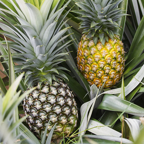Edible Pineapple Plant Edible Pineapple Plant