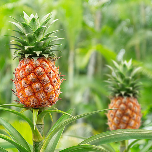 Edible Pineapple Plant Edible Pineapple Plant