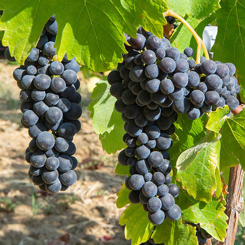 Black Grape Vine