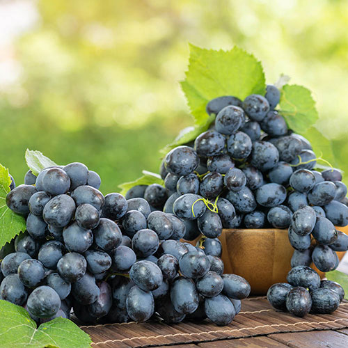 Black Grape Vine Black Grape Vine