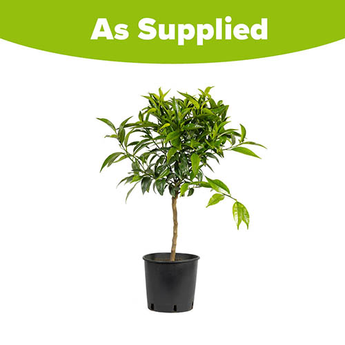 Citrus Blood Orange Tree Citrus Blood Orange Tree