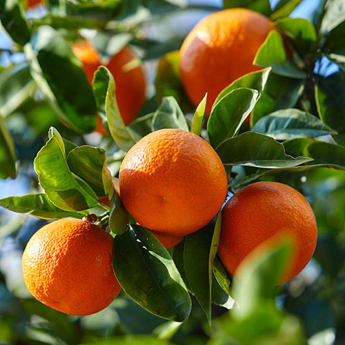 Citrus Mandarin Tree