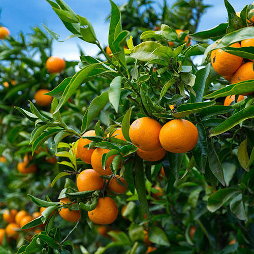 Citrus Mandarin Tree Citrus Mandarin Tree
