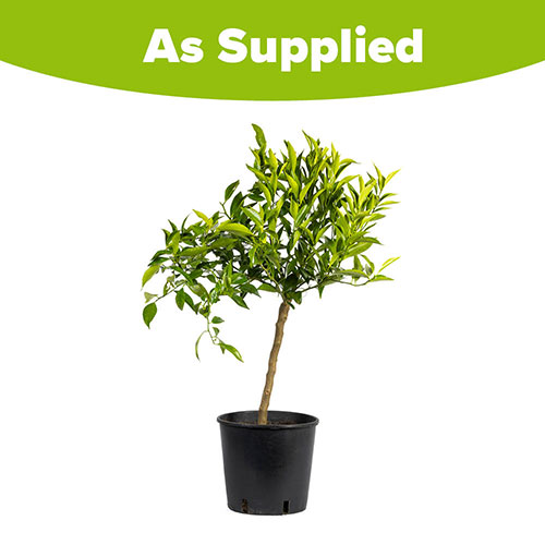 Citrus Mandarin Tree Citrus Mandarin Tree