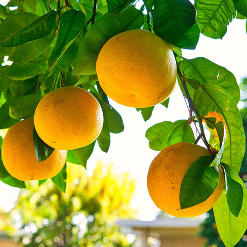 Citrus Grapefruit Tree