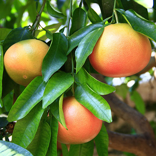 Citrus Grapefruit Tree Citrus Grapefruit Tree