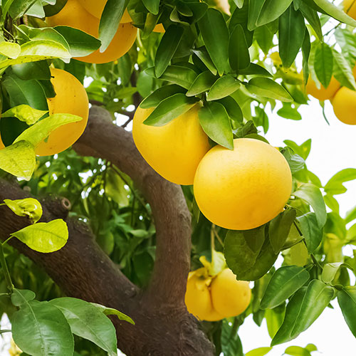 Citrus Grapefruit Tree Citrus Grapefruit Tree
