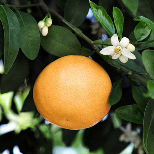 Citrus Grapefruit Tree Citrus Grapefruit Tree