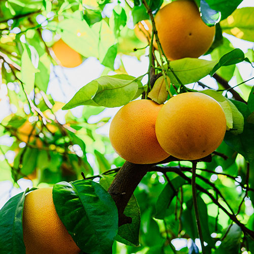 Citrus Grapefruit Tree Citrus Grapefruit Tree
