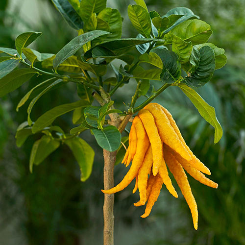 Citrus Buddhas Hand Citrus Buddhas Hand
