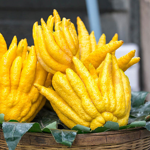 Citrus Buddhas Hand Citrus Buddhas Hand