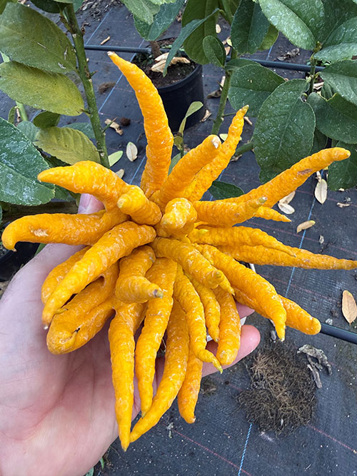 Citrus Buddhas Hand Citrus Buddhas Hand