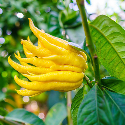 Citrus Buddhas Hand Citrus Buddhas Hand