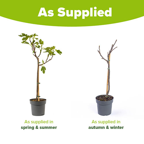 Fig Brown Turkey standard Fig Brown Turkey standard