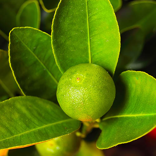 Citrus Calamondin Panama Orange Tree Citrus Calamondin Panama Orange Tree
