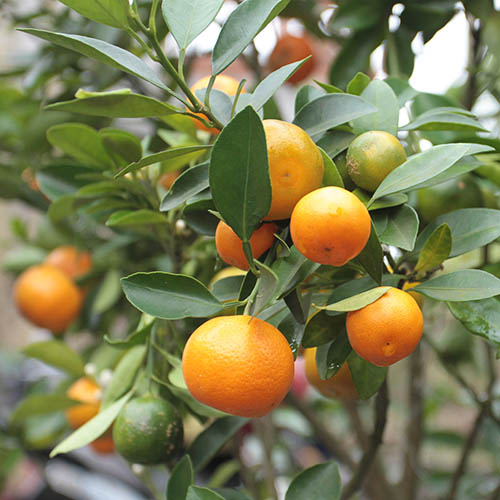 Citrus Calamondin Panama Orange Tree Citrus Calamondin Panama Orange Tree