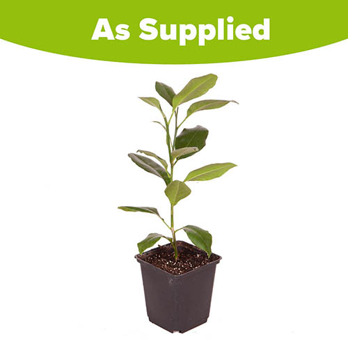 Citrus Calamondin Panama Orange Tree Citrus Calamondin Panama Orange Tree