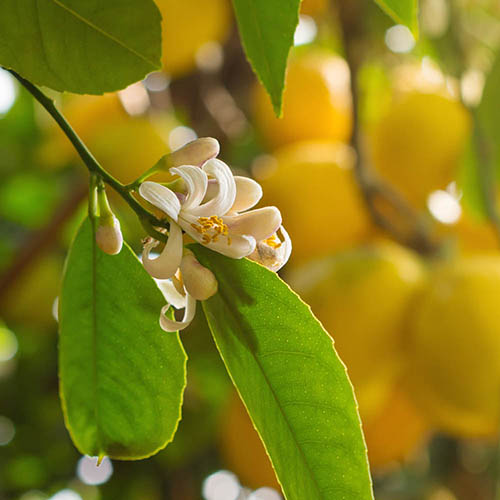 Lemon Citron Tree Lemon Citron Tree