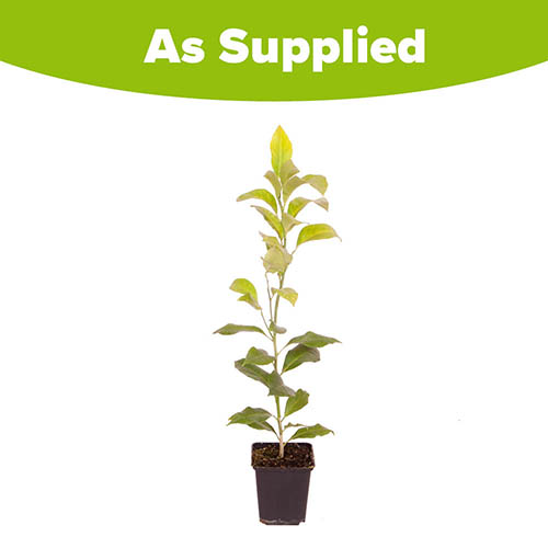 Lemon Citron Tree Lemon Citron Tree