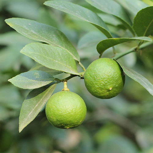 Citrus Mexican Lime Citrus Mexican Lime