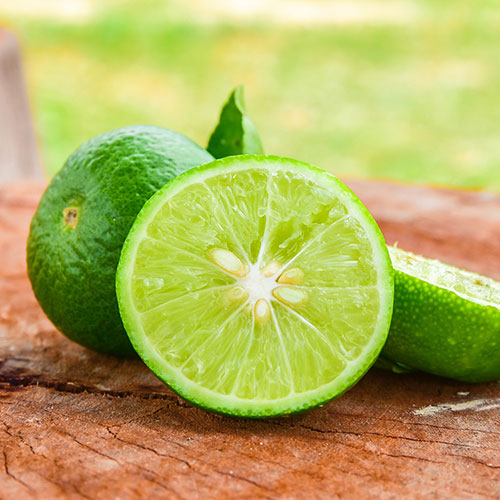 Citrus Mexican Lime Citrus Mexican Lime