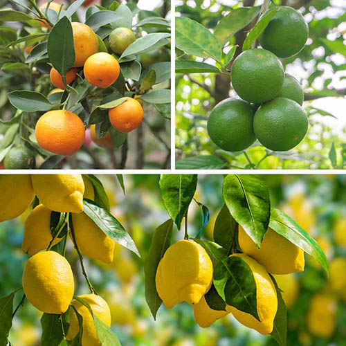 Citrus Grove Collection - Orange, Lemon and Lime