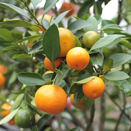 Citrus Grove Collection - Orange, Lemon and Lime Citrus Grove Collection - Orange, Lemon and Lime