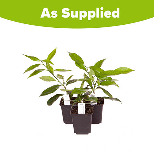 Citrus Grove Collection - Orange, Lemon and Lime Citrus Grove Collection - Orange, Lemon and Lime