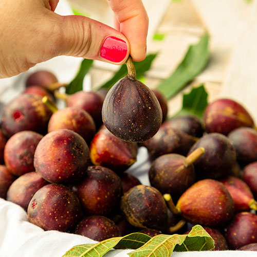 Ficus Little Miss Figgy Ficus Little Miss Figgy