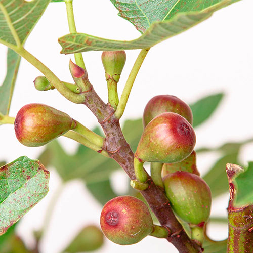 Ficus Little Miss Figgy Ficus Little Miss Figgy