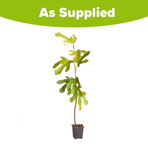 Ficus Little Miss Figgy Ficus Little Miss Figgy